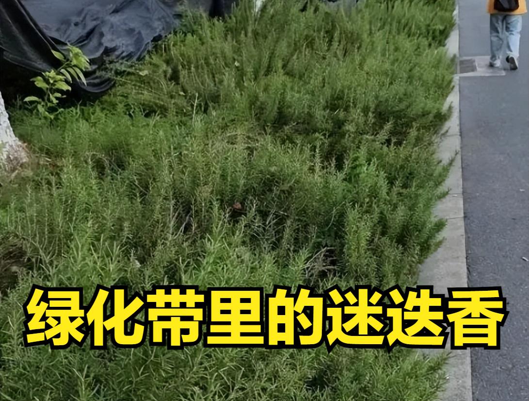 路政的“野味”你不要采！

   武汉街头绿化带里的迷迭香吸引了市民的注意。免费