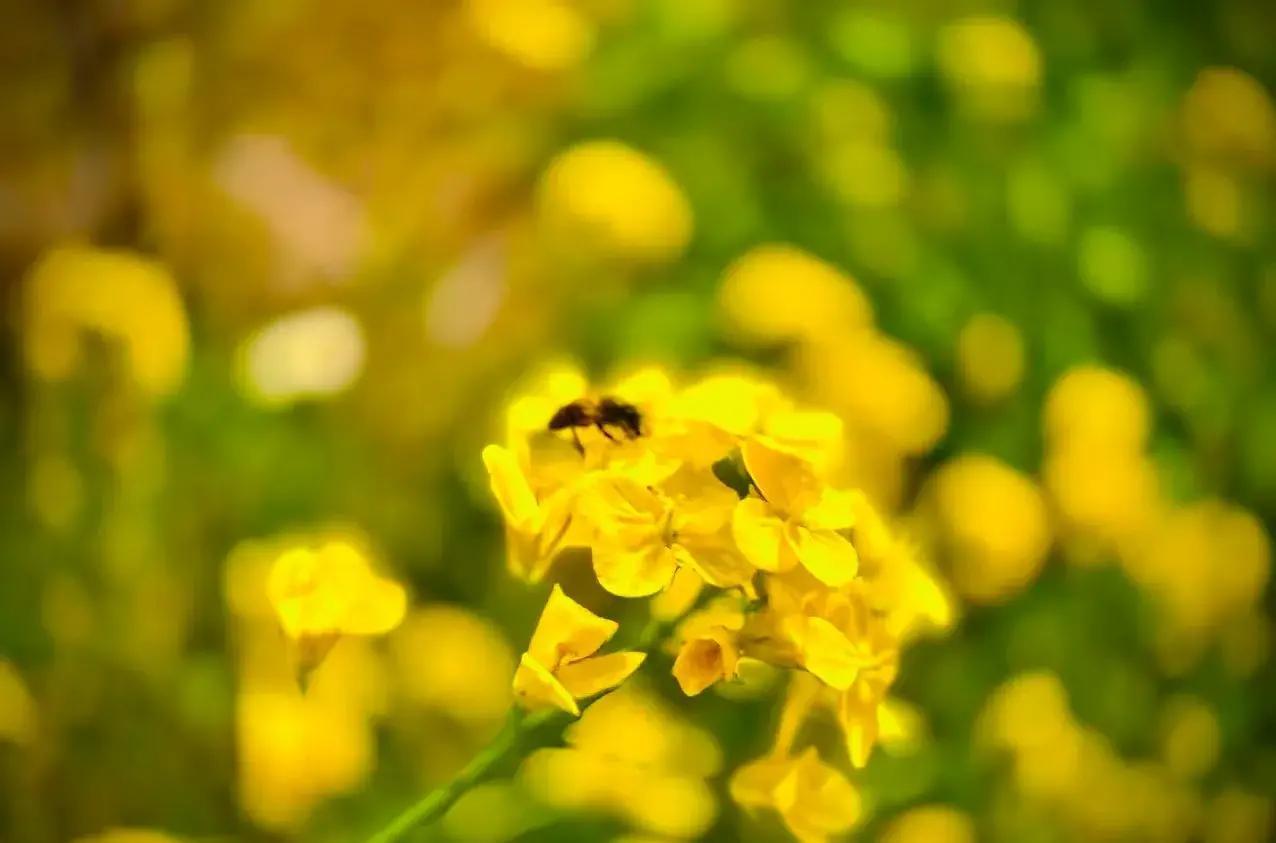 春分刚过，全国多地油菜花海瞬间炸开金黄，85万亩以上花田直接把小县城游客量顶到百