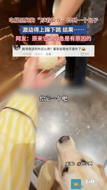 谁能想到，狗狗厚着脸皮讨要来的肉包子，竟被主人给吃了，难怪狗狗会这么激动。

女
