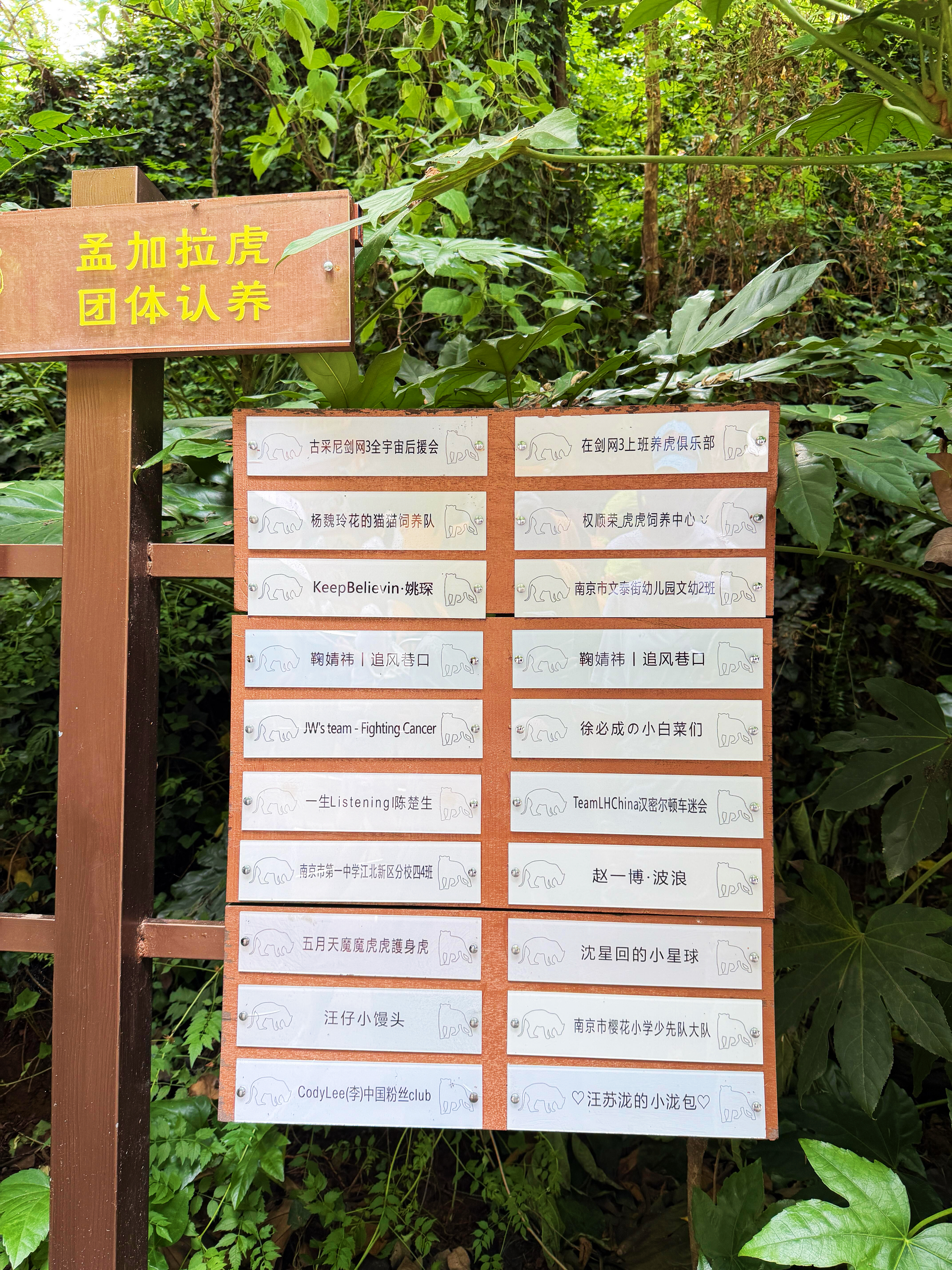 鞠婧祎粉丝真的好善良呀南京红山森林认养了孟加拉虎等空了去打个卡