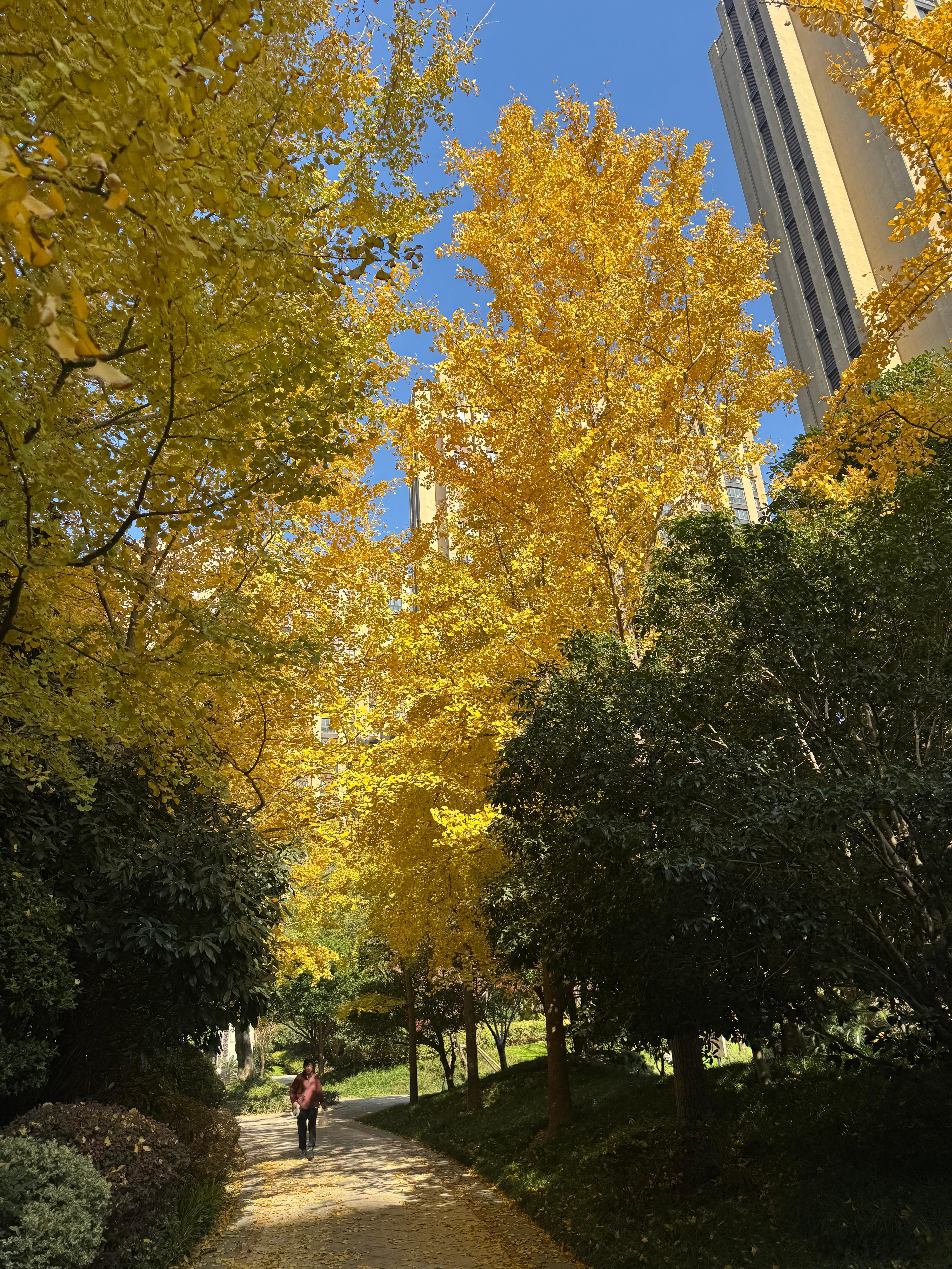 估计下半年来最冷的一天来了，银杏叶应该要掉完了吧。抓紧最后的尾巴，欣赏“秋日”的