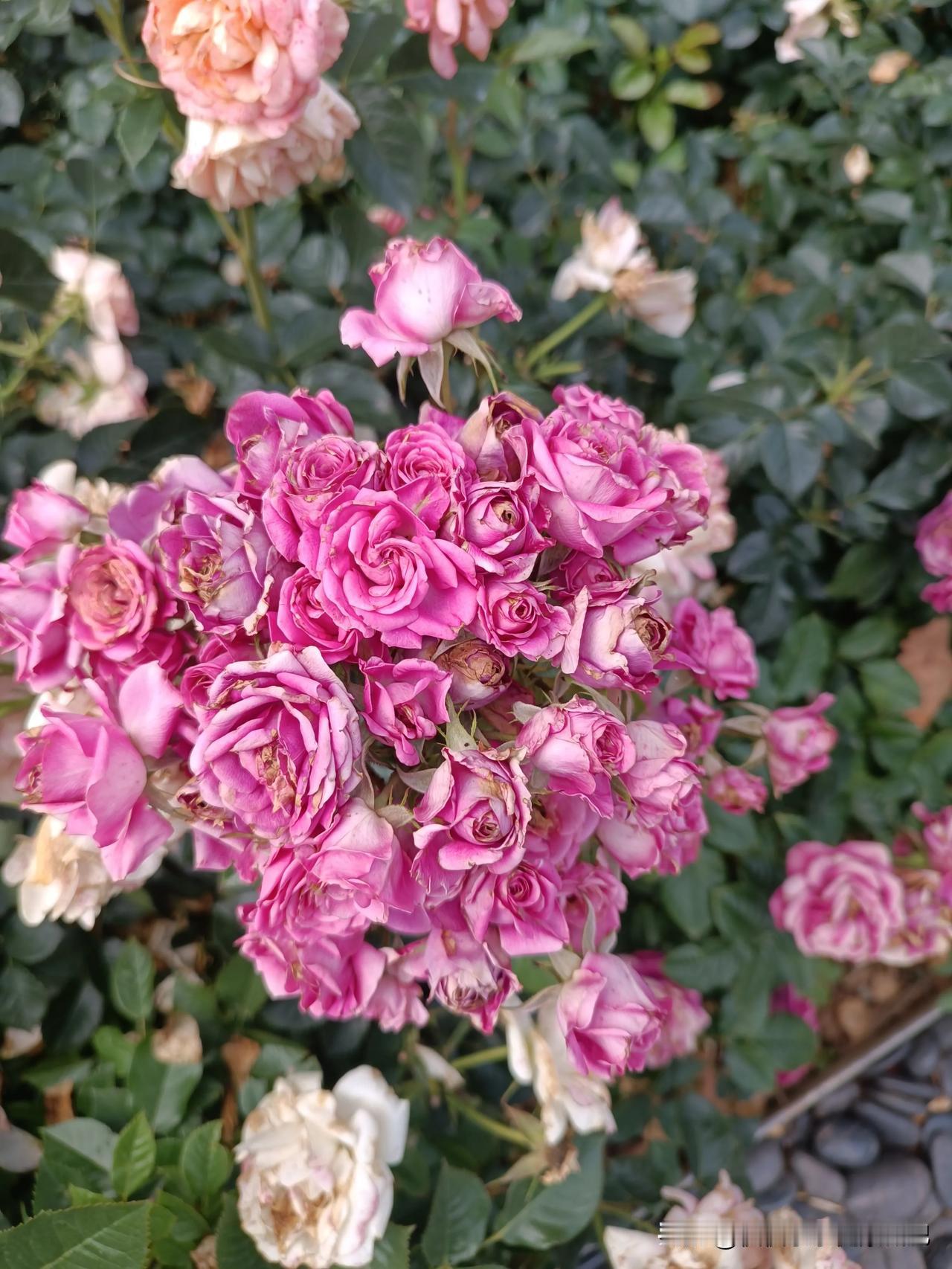 花中最鲜艳