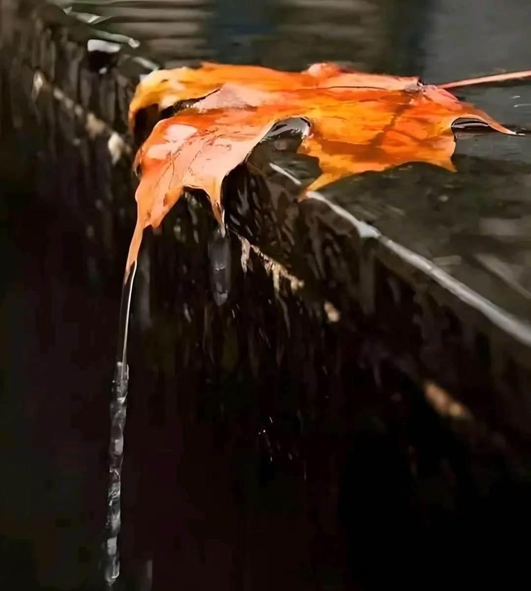 一念秋风起，一念白露生，所有的衰败，都是秋天的深情。

白露过后，盛衰交替，热冷