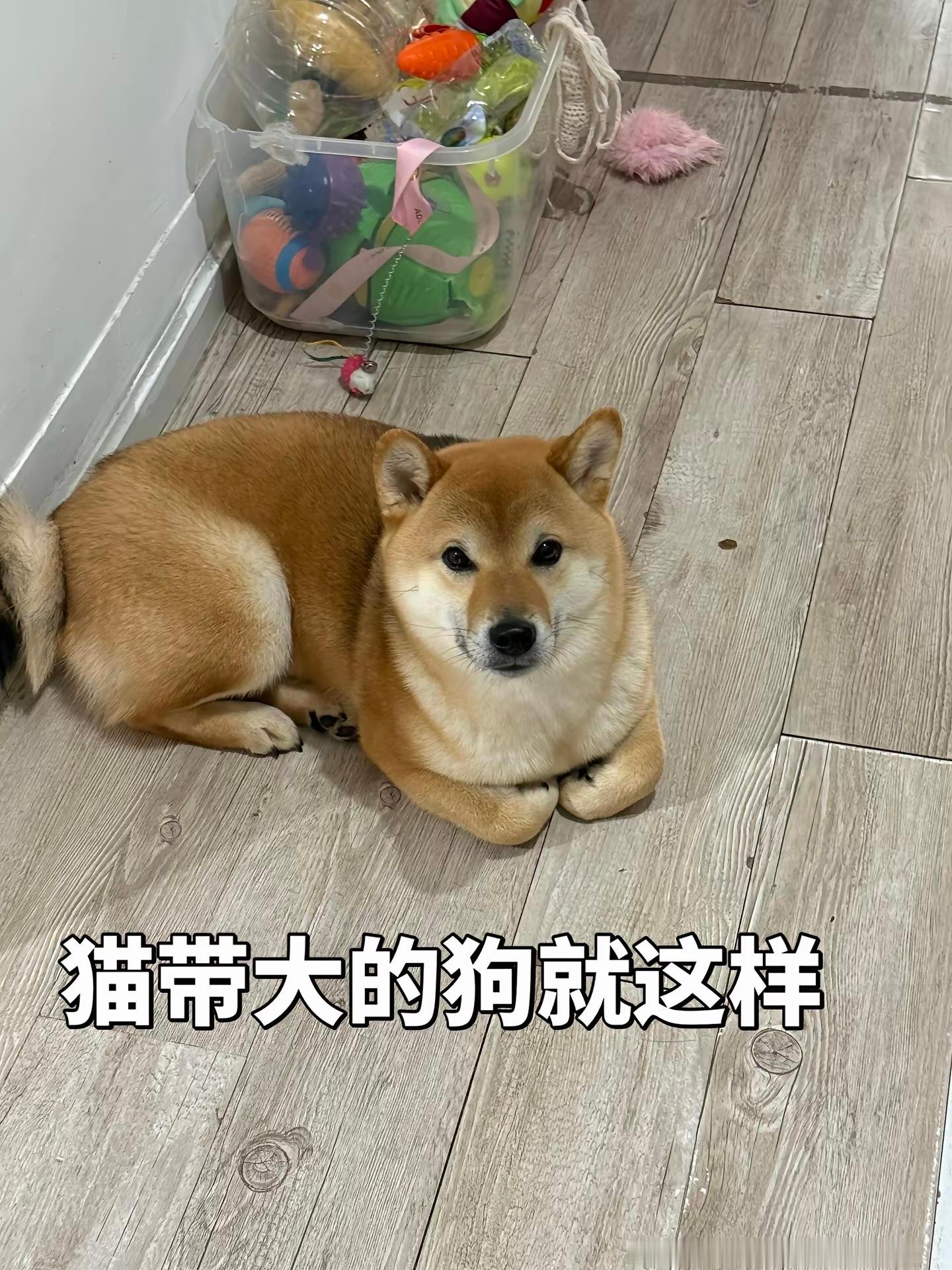 笑不活了，刷到一只被小猫带大的狗子，那坐姿简直了！🐶后腿交叠，身体扭成S型，前