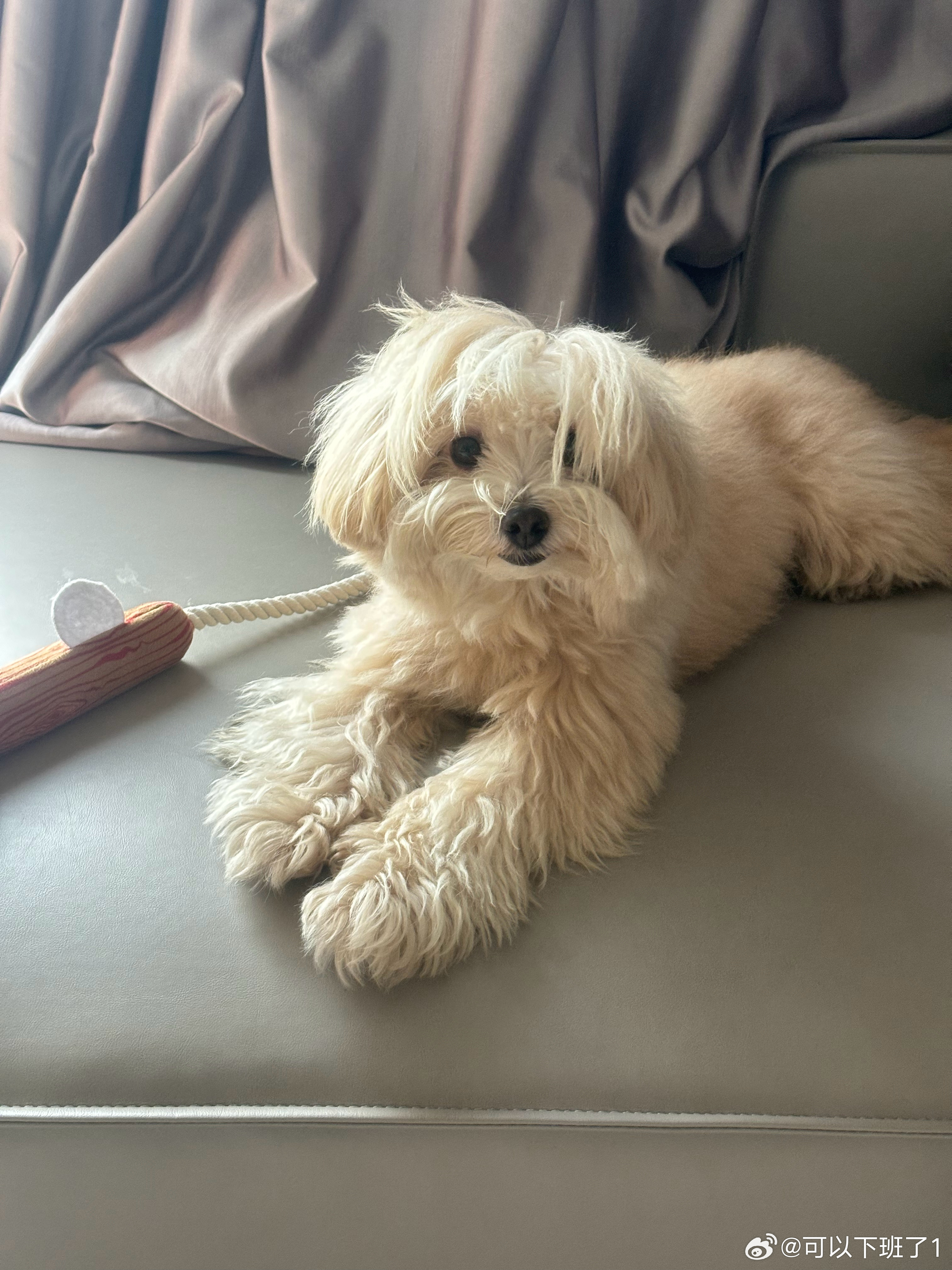 今天是杀马特造型小狗黄岩