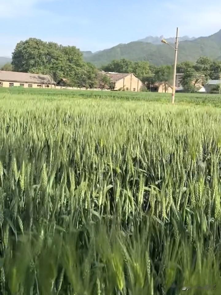 谷雨
清明忙种麦，谷雨种大田。
今日谷雨，祝您好运常在，生活快乐顺遂。