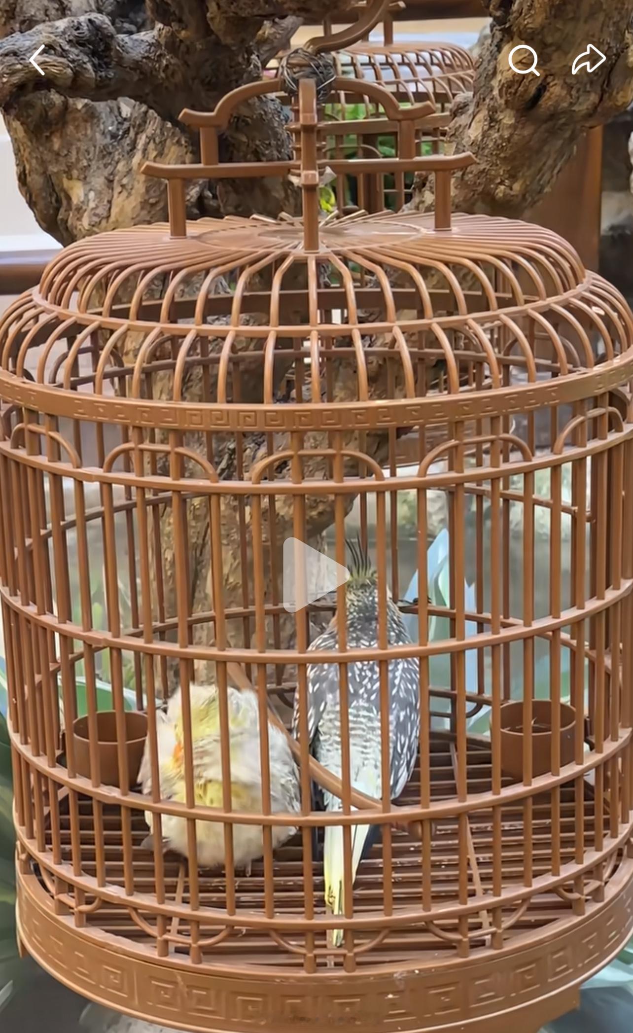 西安赛格坠楼者为人友善西安赛格在水雾里放小动物，又湿又冷虐待，到底哪个人想的啊