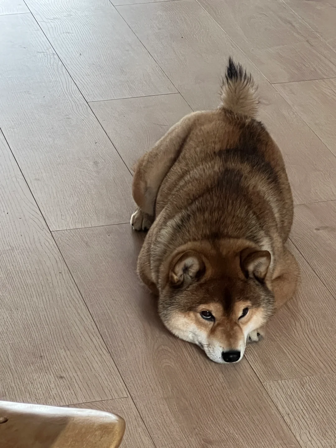 邪恶…烤面包？🍞