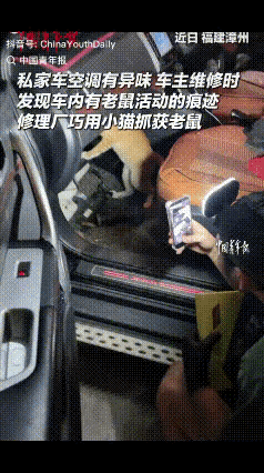 “果然专业的事得交给专业的猫！”福建，车主汽车空调有异味找不到原因，修理工拆开后