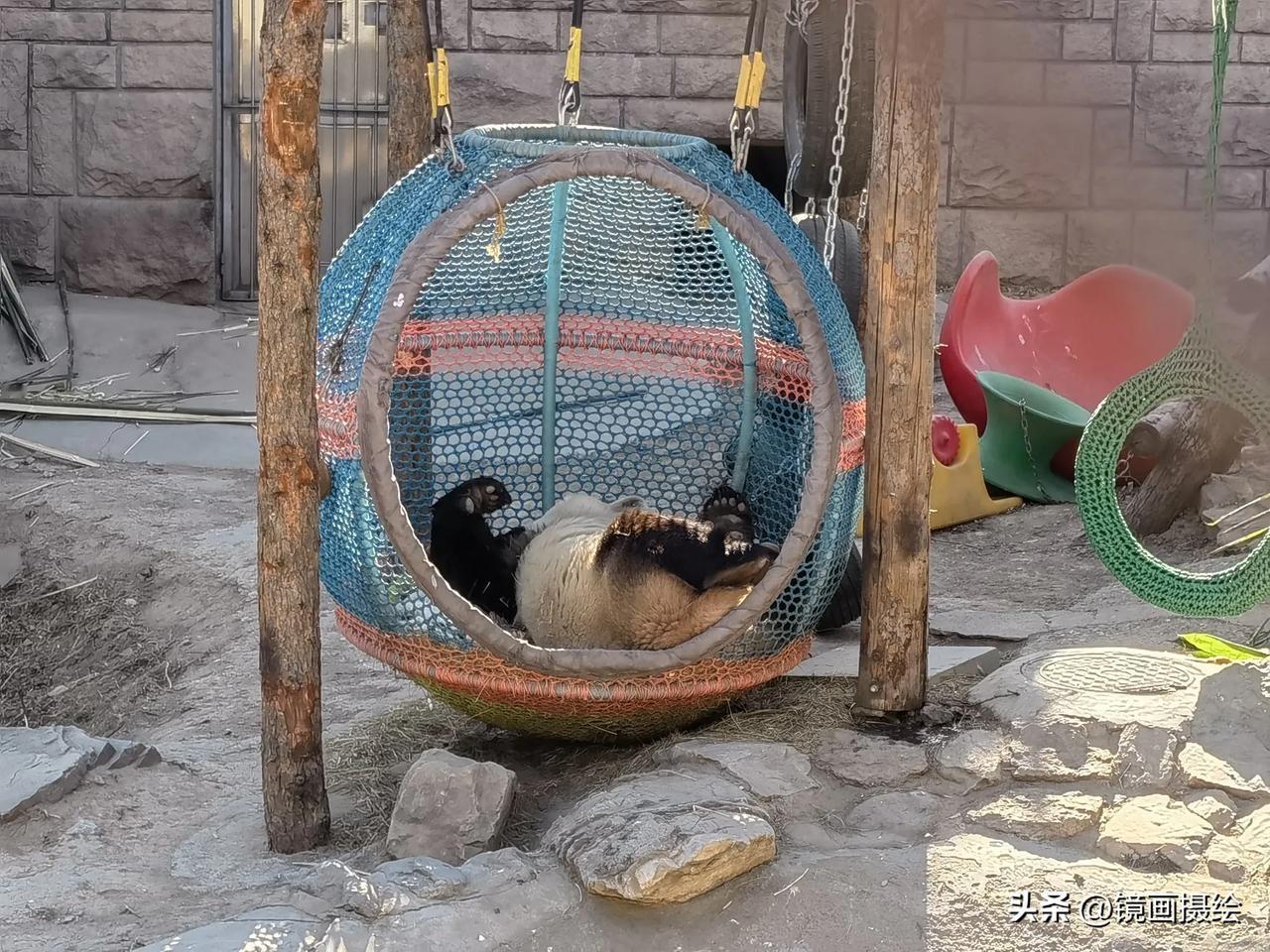 京城天寒地冻，北京动物园大熊猫无忧的生活。北京动物园。 大熊猫