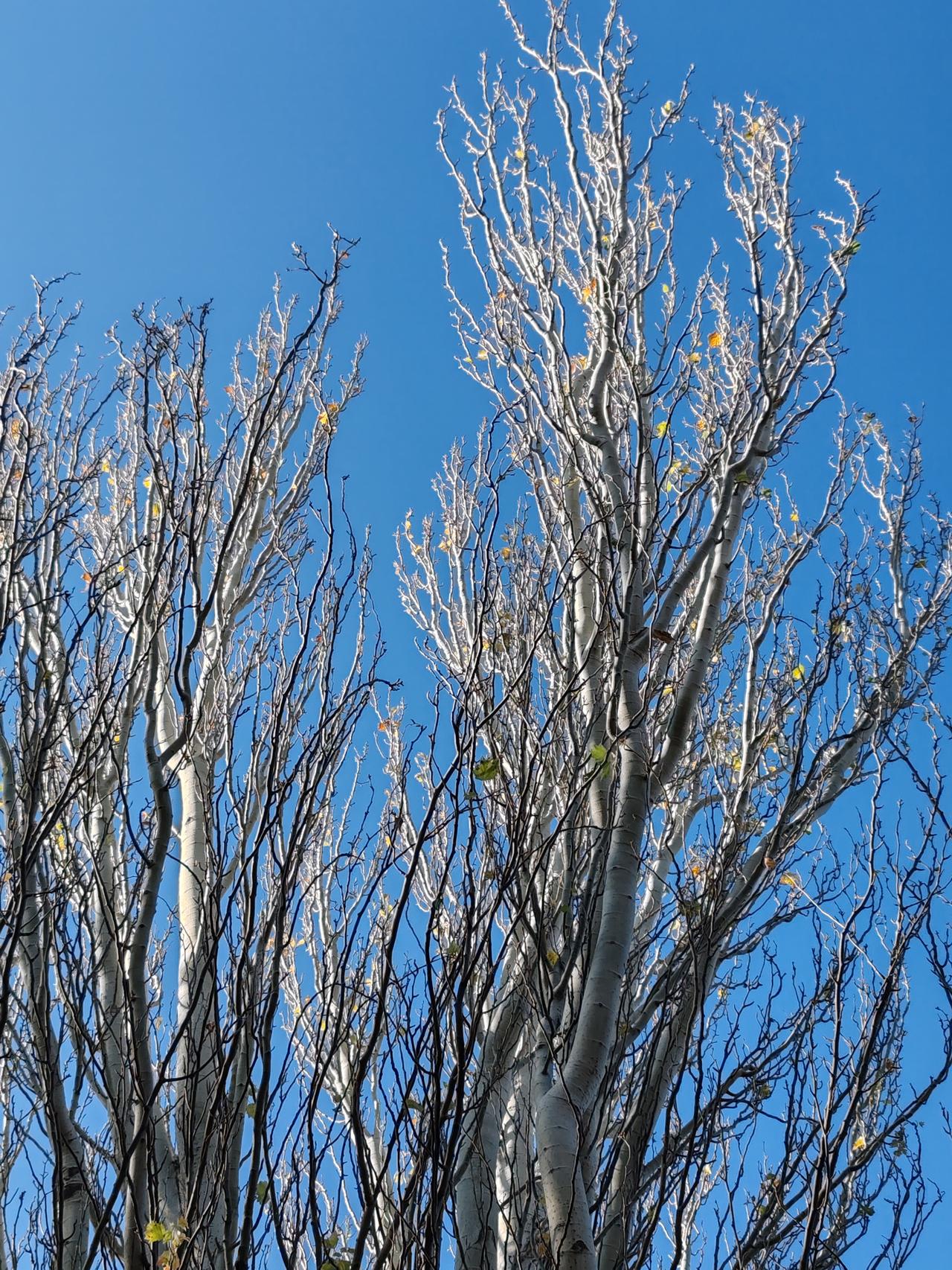 一张图证明冬天来了随手拍。