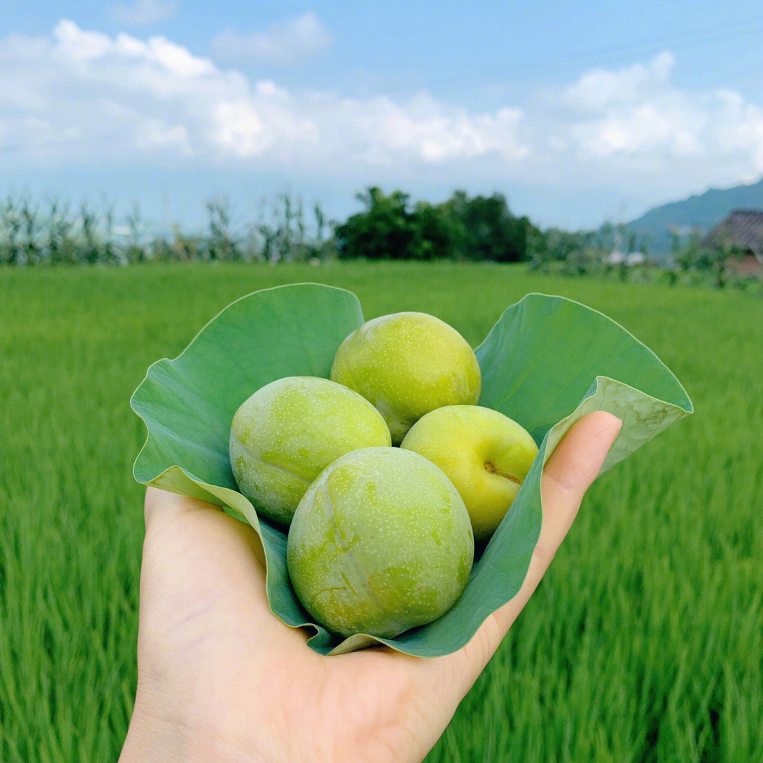 老家可以治愈一切不开心 