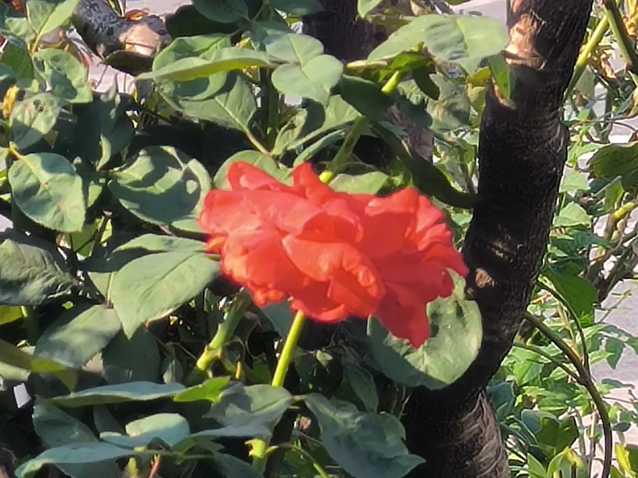 #那些好看的花花草草#月季花