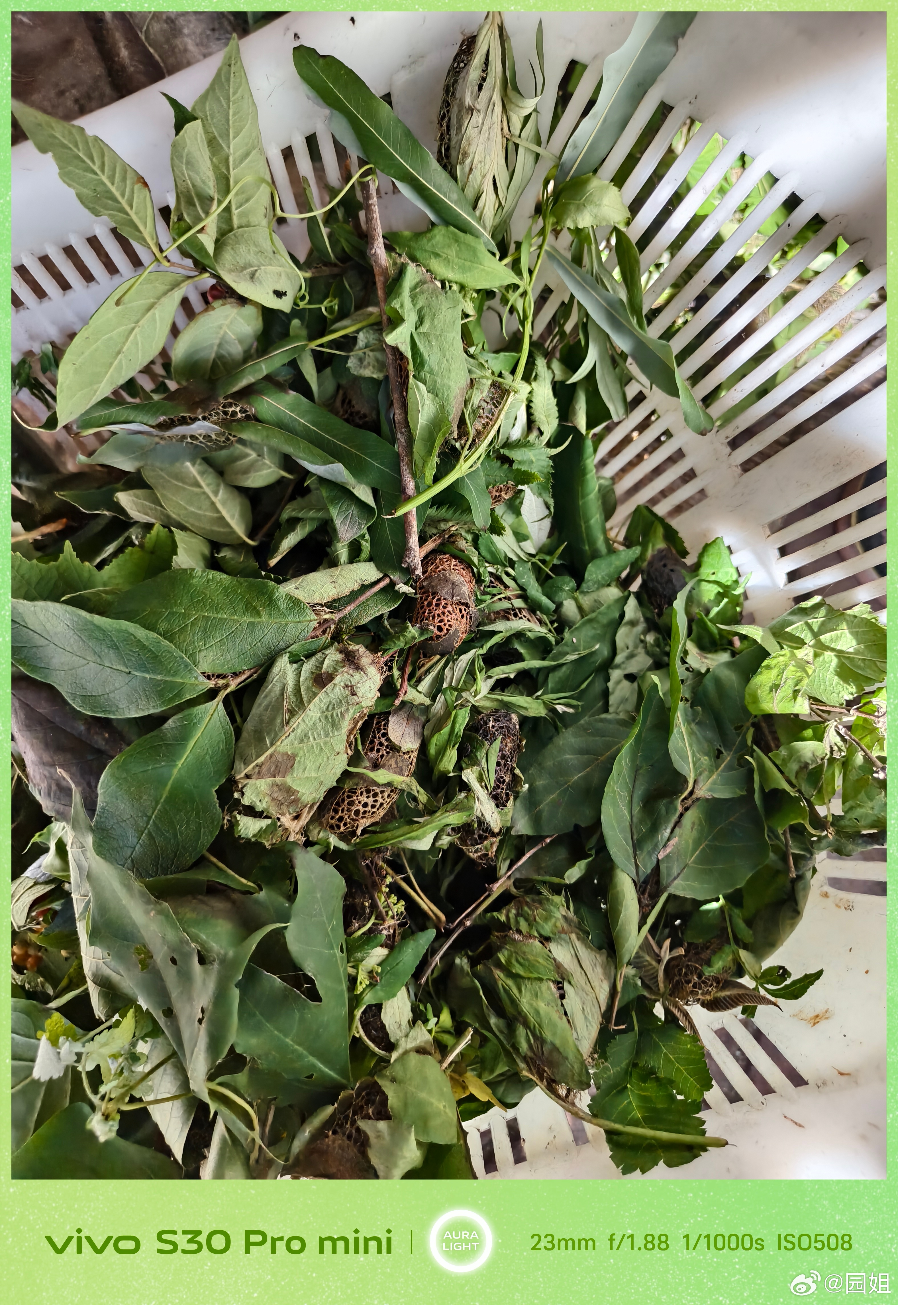 周末回家老爸上山弄了点野生的蝉蛹，本来跟约下周来丹东时候给她尝尝鲜。结果这个家伙