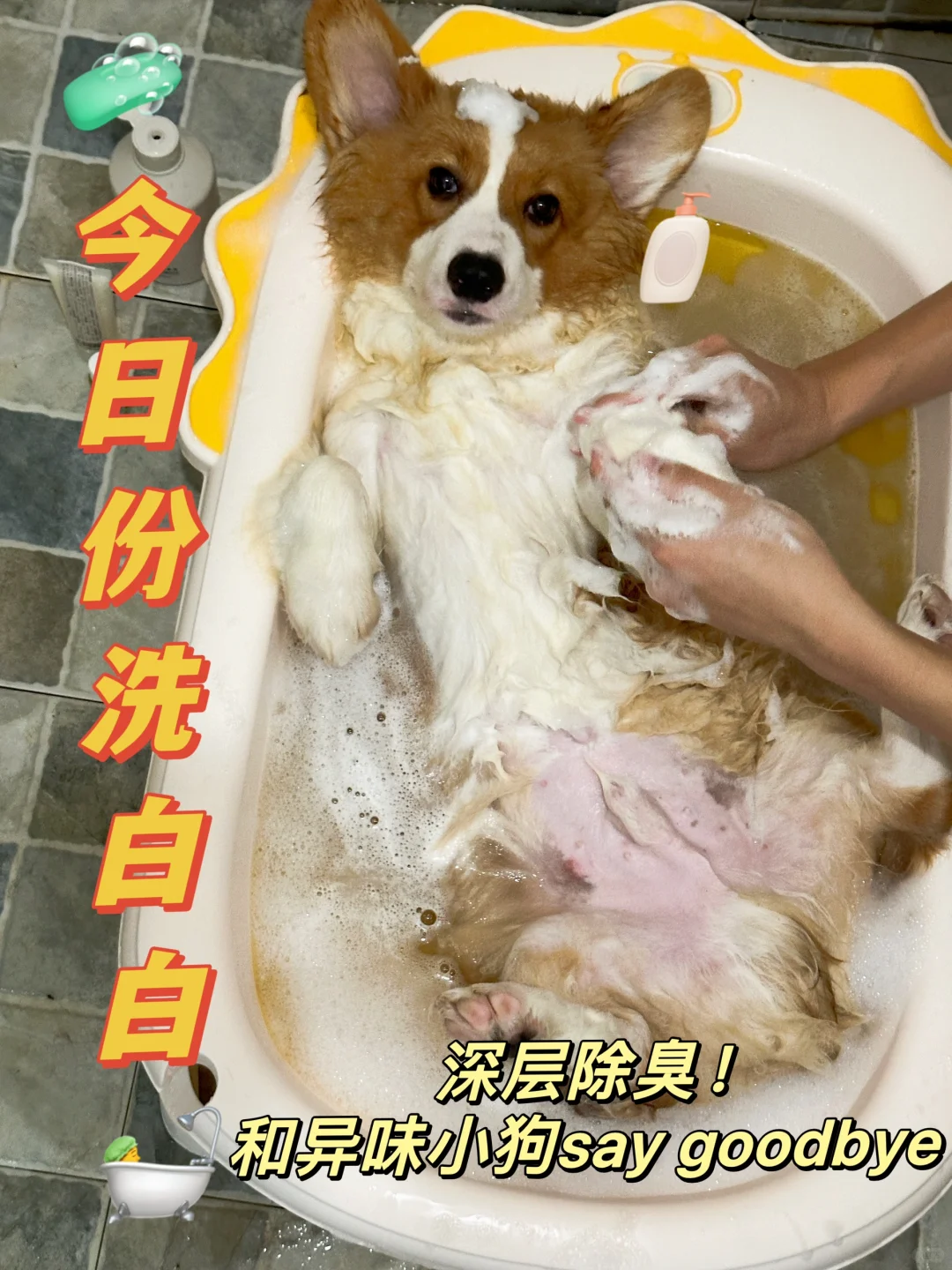 狗狗异味大？那可能是皮肤没养好！