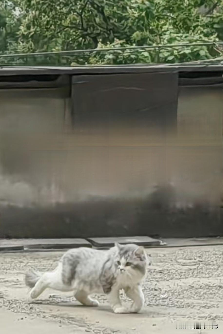 今天下午我家平台上，
来了一只大胖猫。

毛是灰白相间，
三楼平台咋上来的呀。