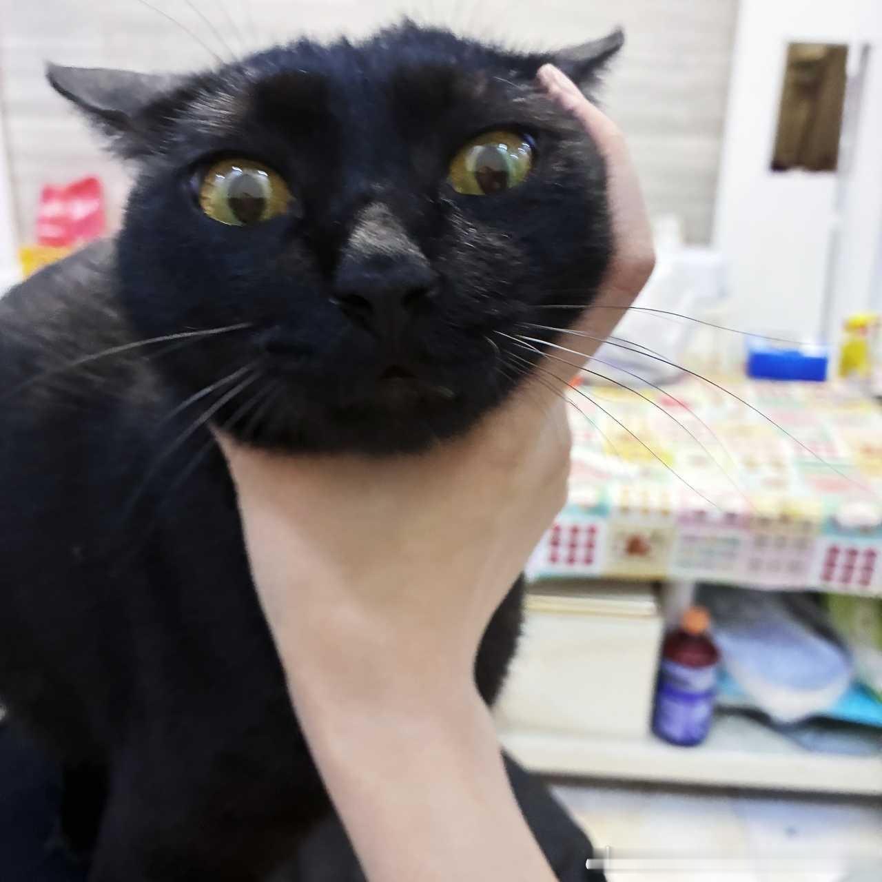 50612【丑猫】心灵大丑！！！另外大家一定要小心落地全身镜！真的太危险了！ 