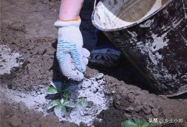 白菜和萝卜出苗后，轻轻撒一撒，虫害少还促生长，老菜农年年用它
 
自家菜园种植白