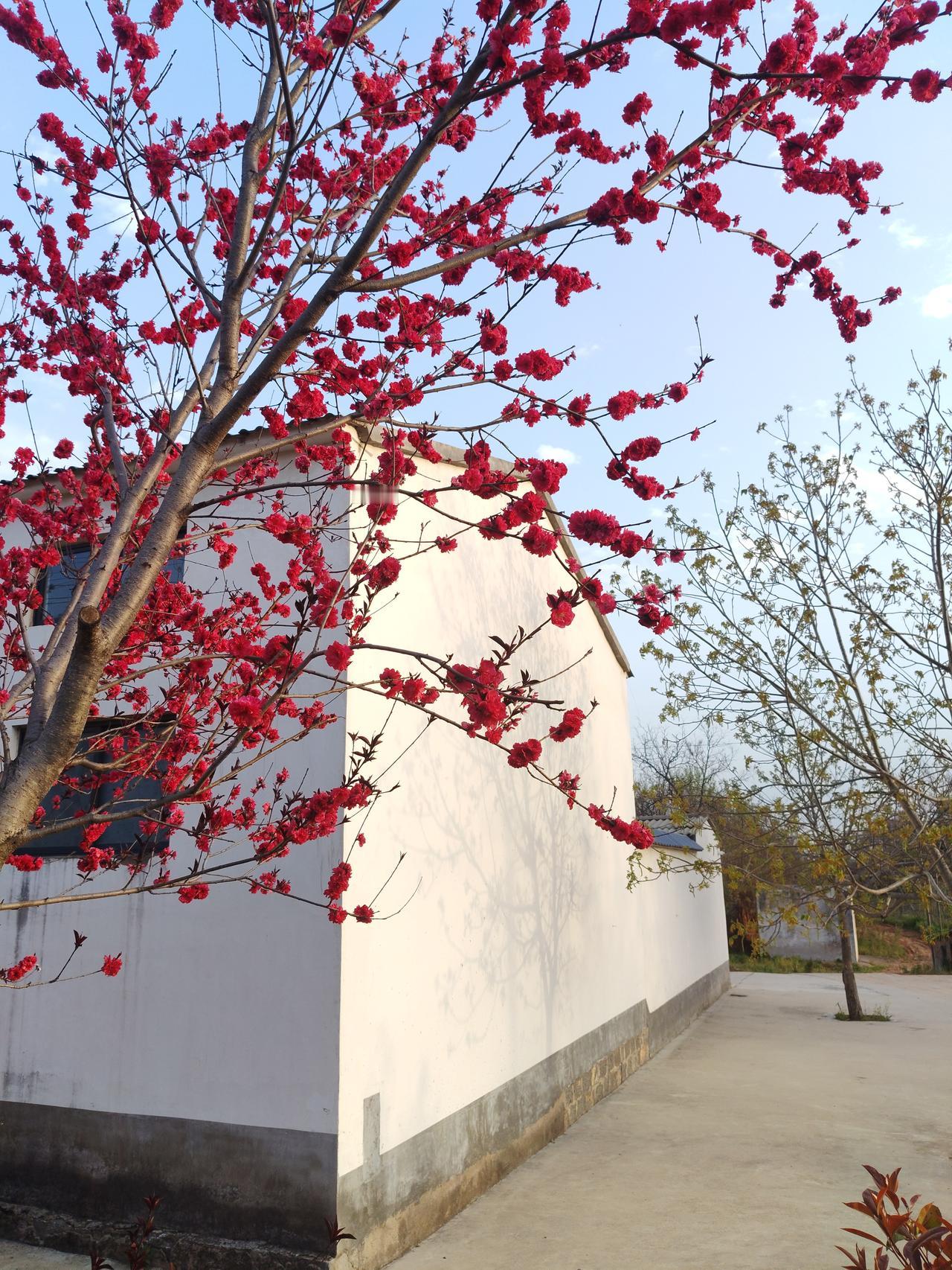 这满树的红，开得简直太炸了！红得像团火似的，把白墙都衬得亮堂极了！
 
这哪是普