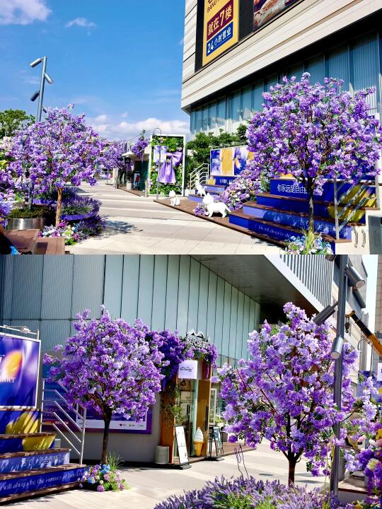 蓝花楹季节｜昆明万象城蓝花楹街区太好拍了