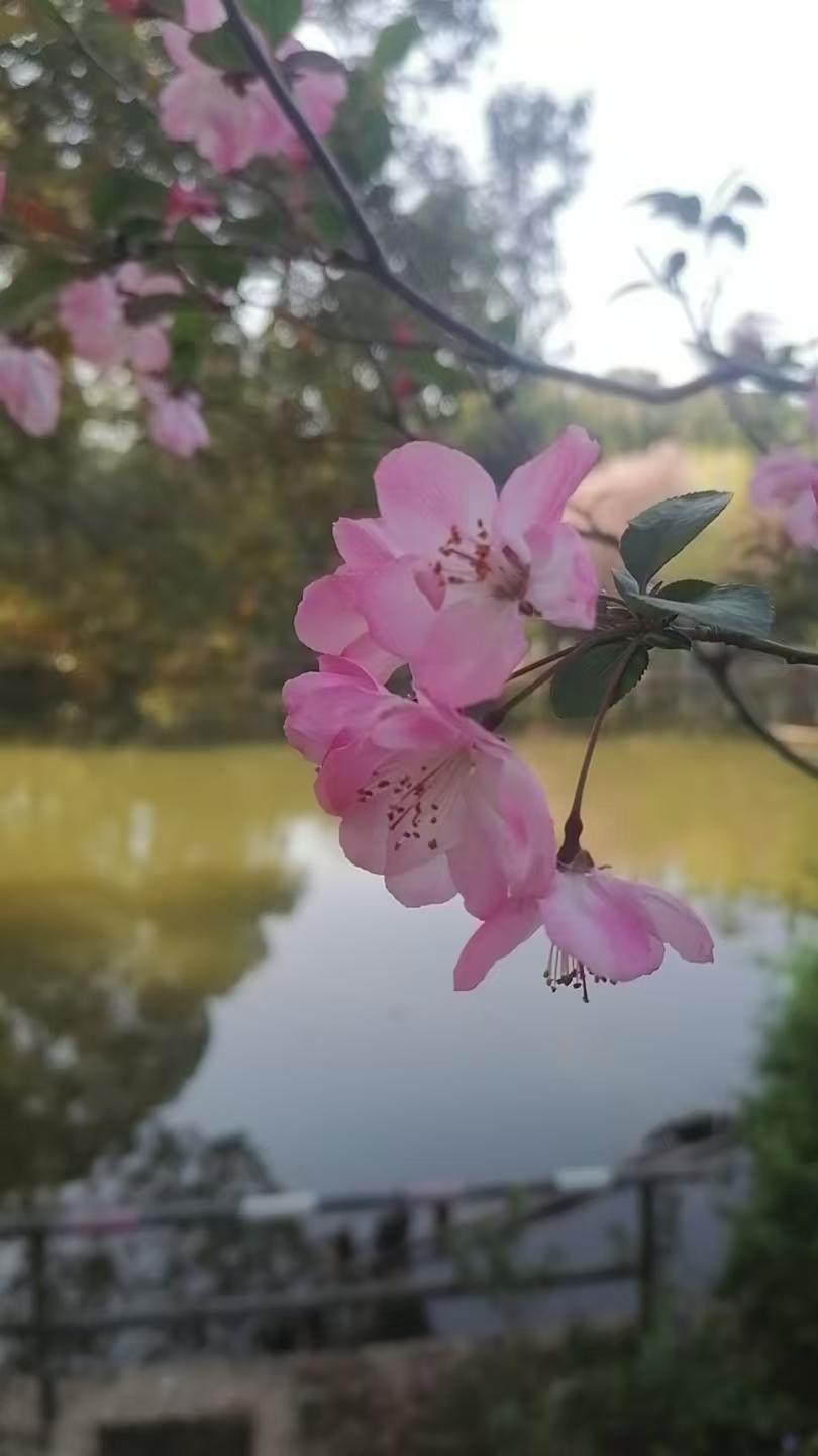 海棠


（一）
满目群芳数海棠，枝头一夜雪一场。
若非十里东风暖，几似三冬造访