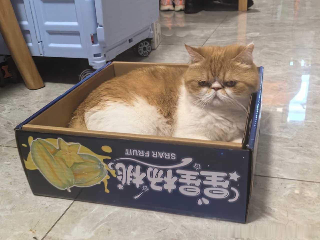 49369【丑猫】杨桃妹找到了最适合她的位置 