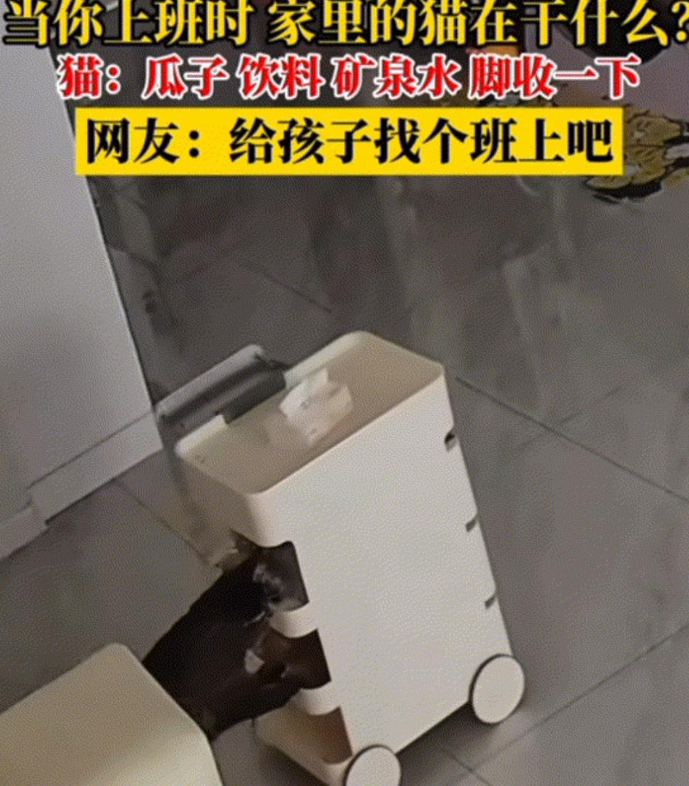 万物皆有灵性！10月11日，吉林，一女子家养了一只猫咪，她白天上班后家里就剩猫咪
