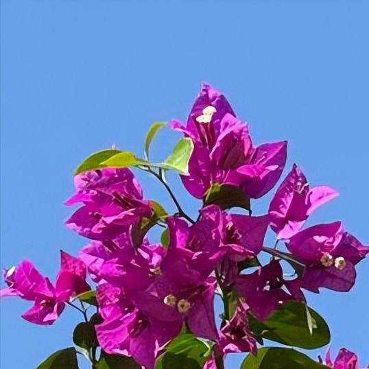 泰政府首脑阿努廷·参威拉军在曼谷这样说   祖籍：广东江门
 
今天，阿努廷·参