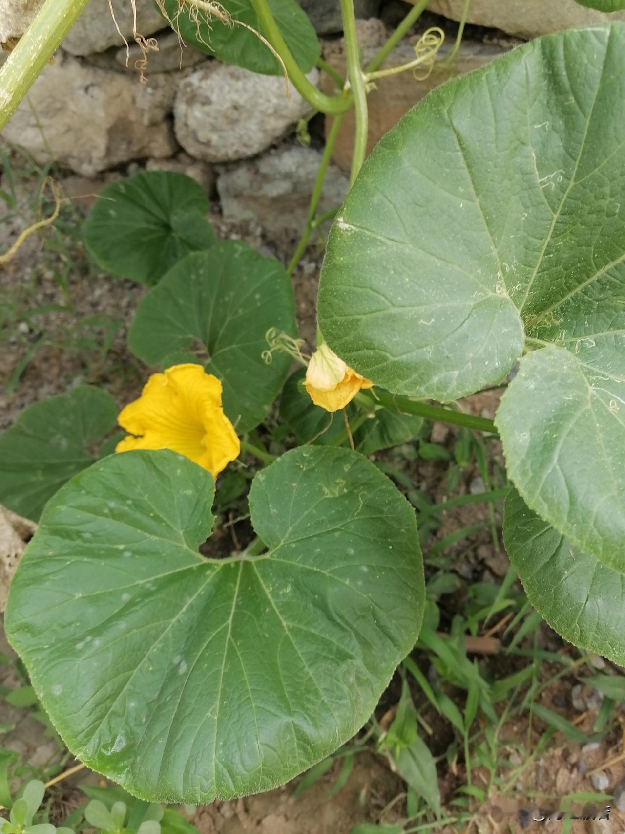 中元渐近，今天准备齐全，给老妈烧纸拜祭。水果，糕点，香，金元宝，纸钱都带上，满满