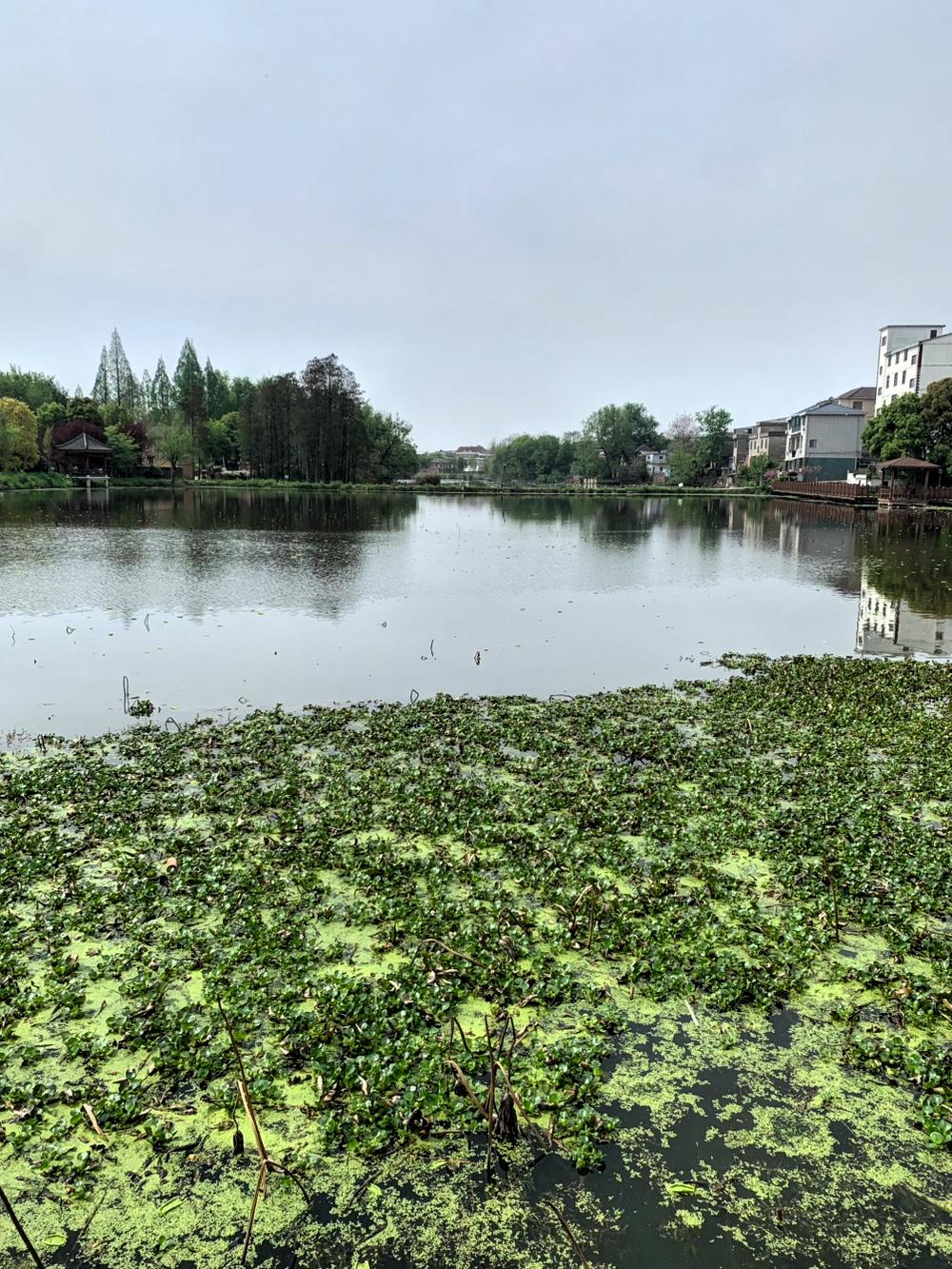 农村发展最匮乏的，
便是人才资源与政策扶持力度。
农村荒山荒地众多，
水塘星罗棋