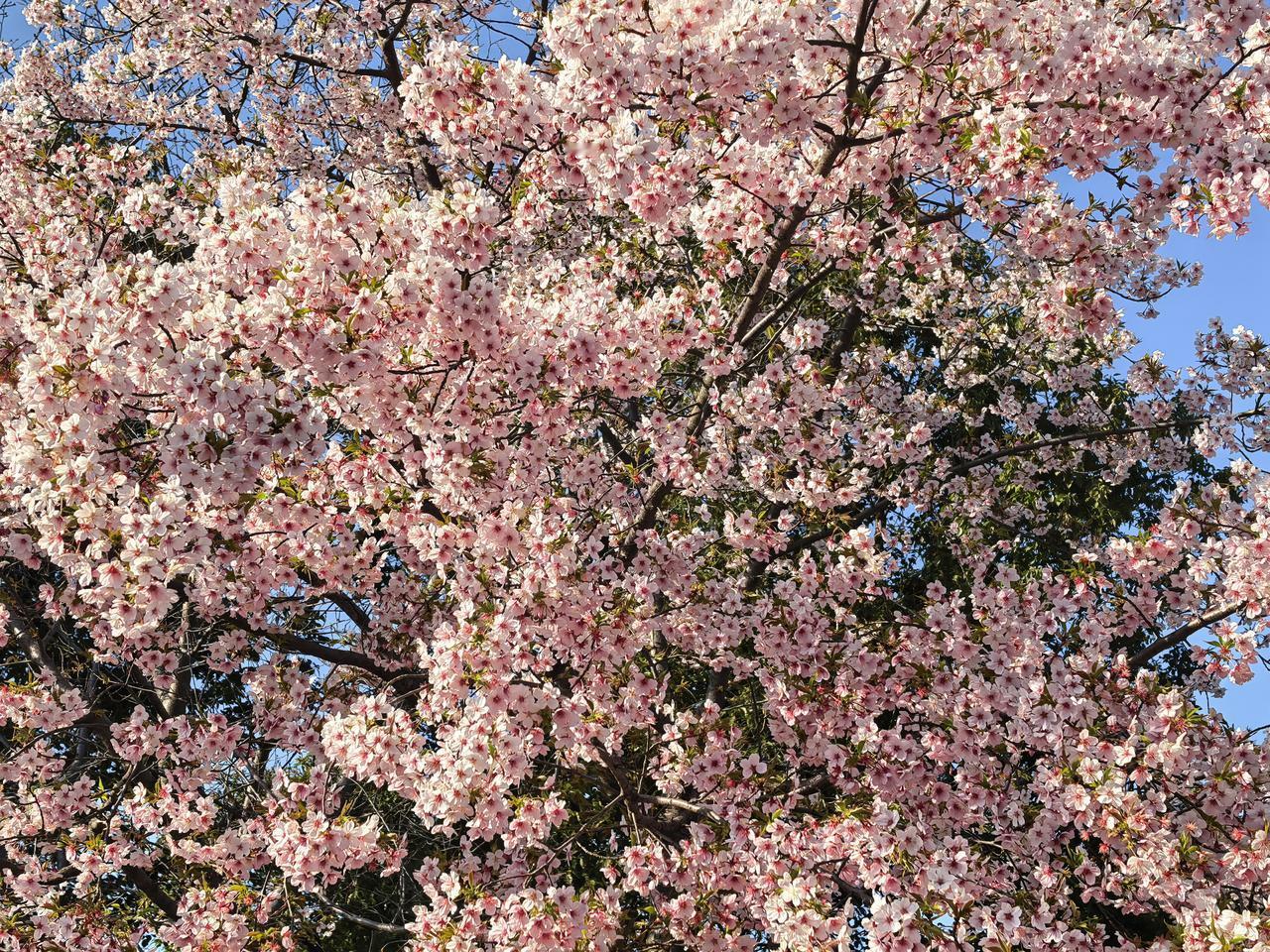 《又见樱花开》
风把冬日的余寒，吹成了浅淡的过往
枝头还没来得及褪去深绿
你便携