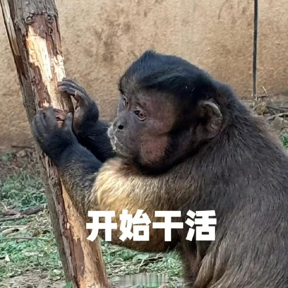 合肥野生动物园一猴子丑出圈哈哈哈哈哈哈有点不厚道，兄弟你确实不好看，改天我去动物
