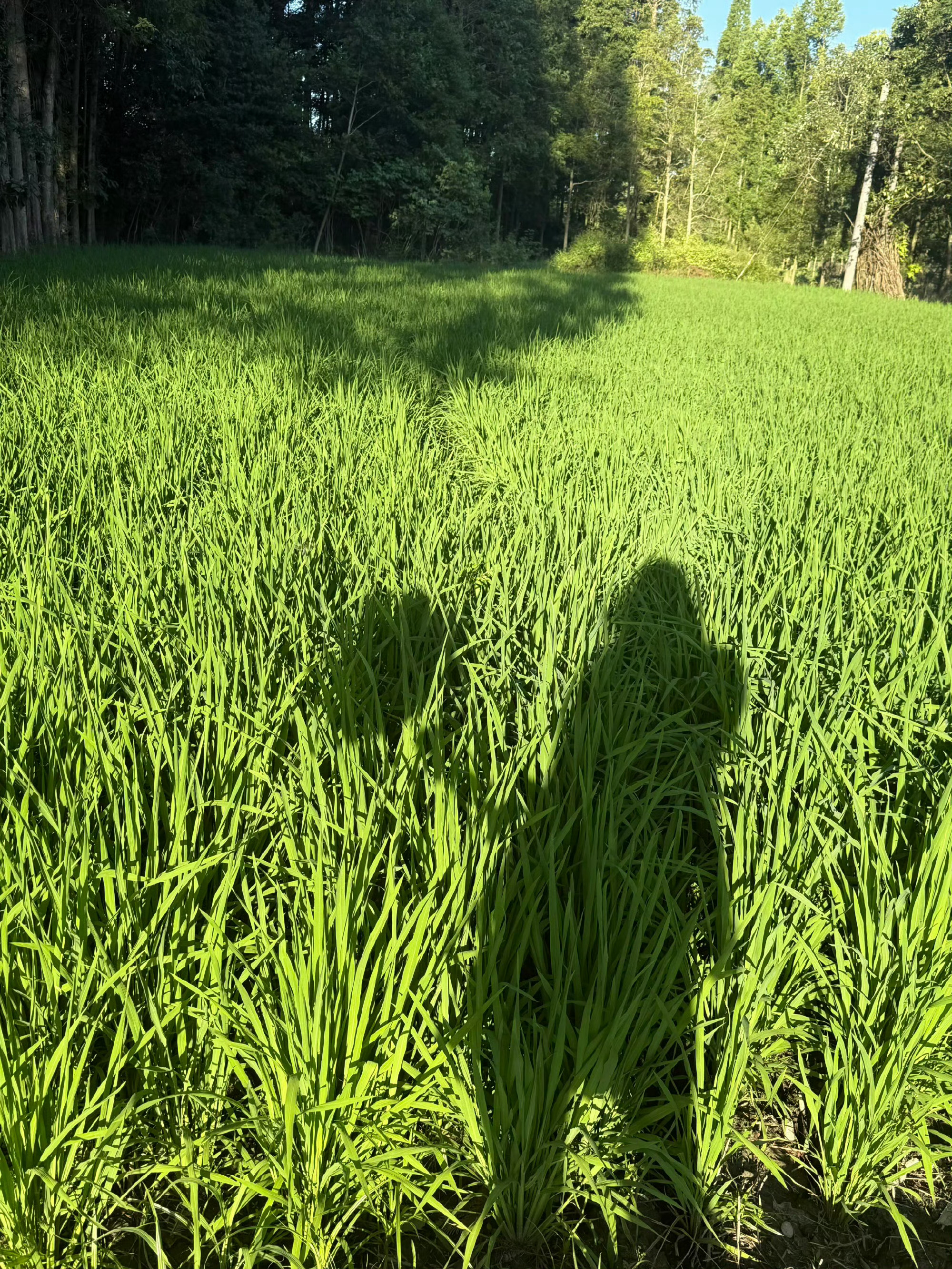 长大后才知道最安稳的地方竟是小时候最想走出去的农村老家文案
