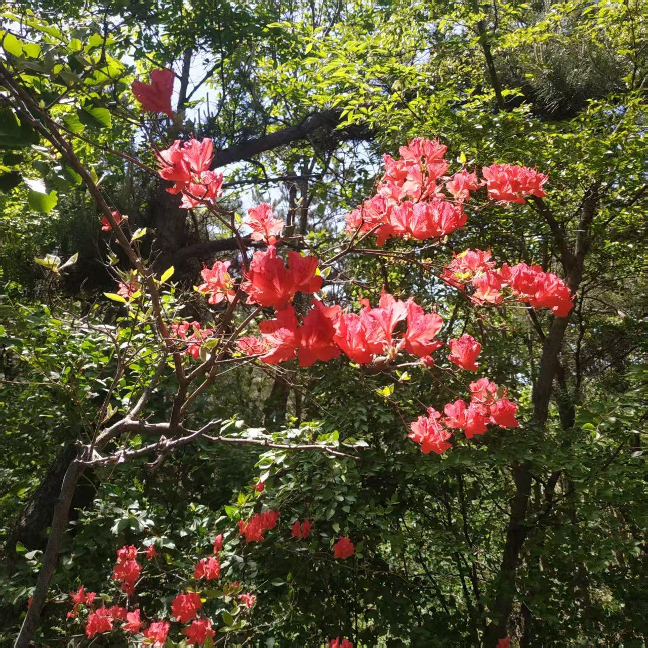 南山铝业，昨天大涨，今天大跌

入市19年老股民5月27日侃股，仅供参考！

南