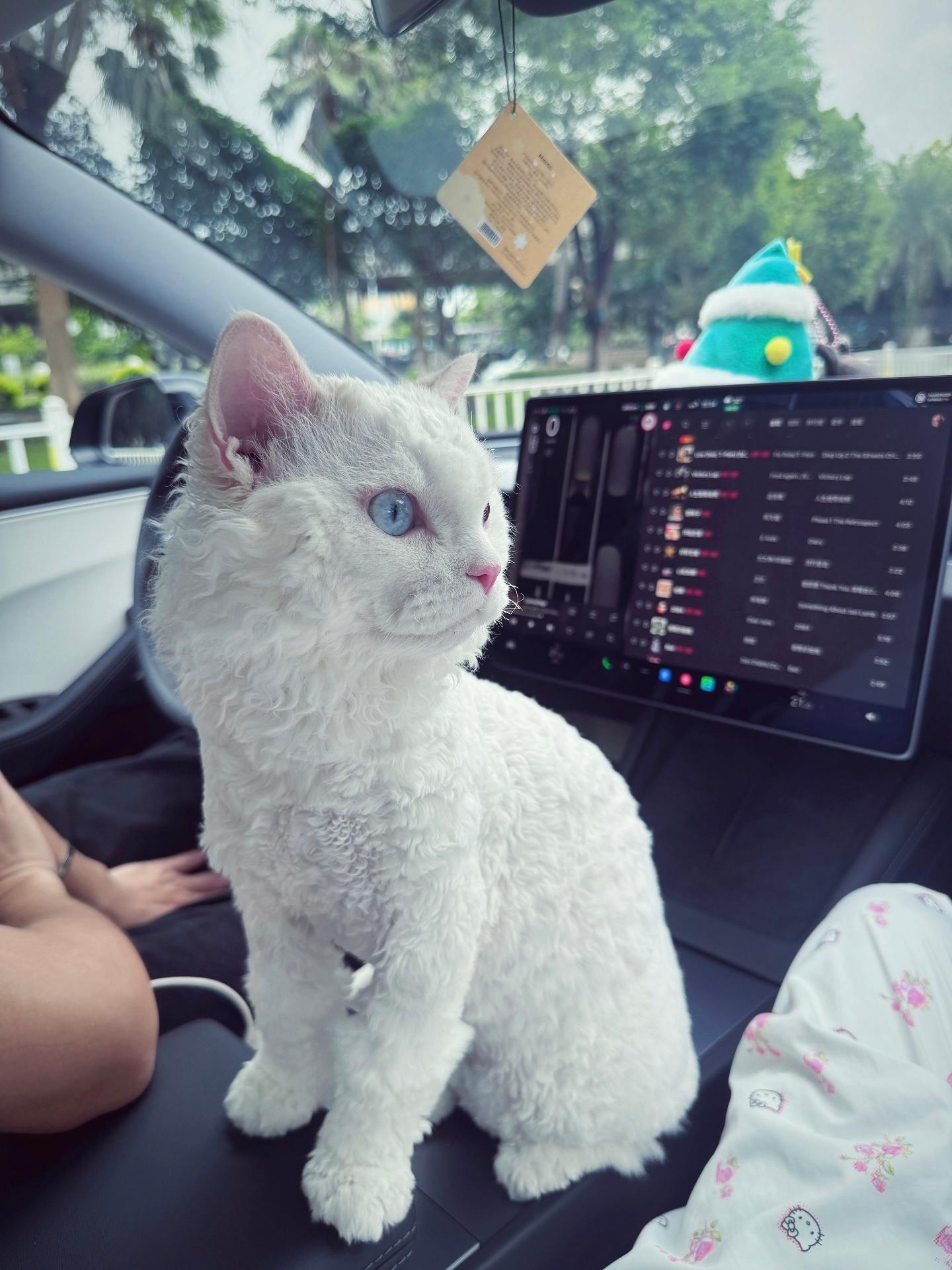 幸好我在布布带回来第一天就买了医保！！这小子吞猫抓板的纸皮，肠胃细菌感染！看完病