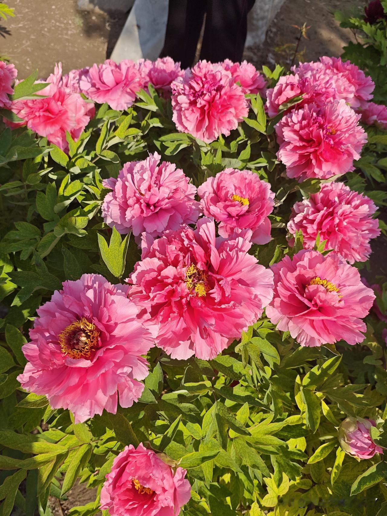 相册里这么多的花花草草，今天再回味一下牡丹