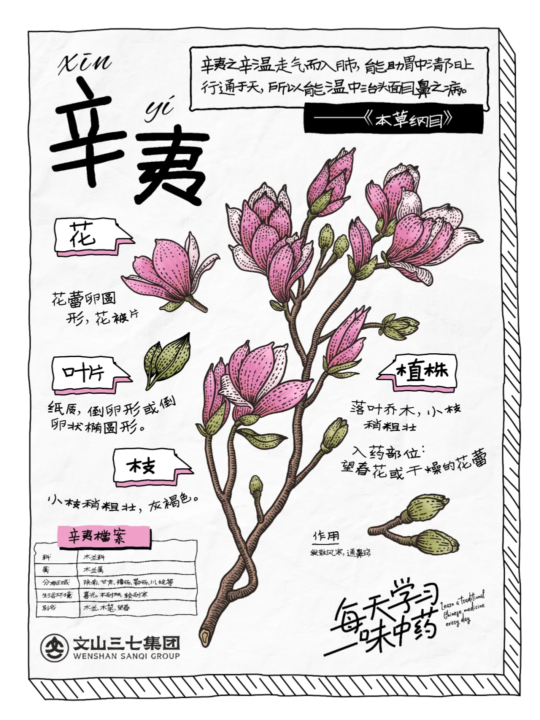 👉🏻 每天学习一味中药｜细辛