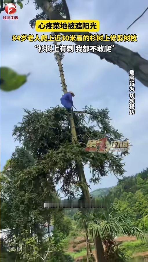 5月6日报道，湖南凤凰一位已是 84 岁高龄的老爷爷，因门前杉树遮挡住自家菜地采