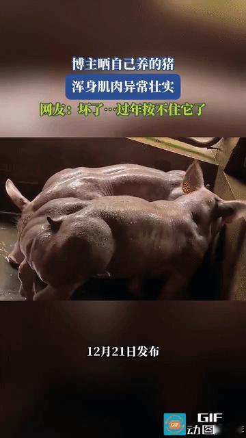 网友震惊了:一网友晒自己家猪圈里的猪，这猪可跟普通的猪不一样，虽然也很壮，但它不