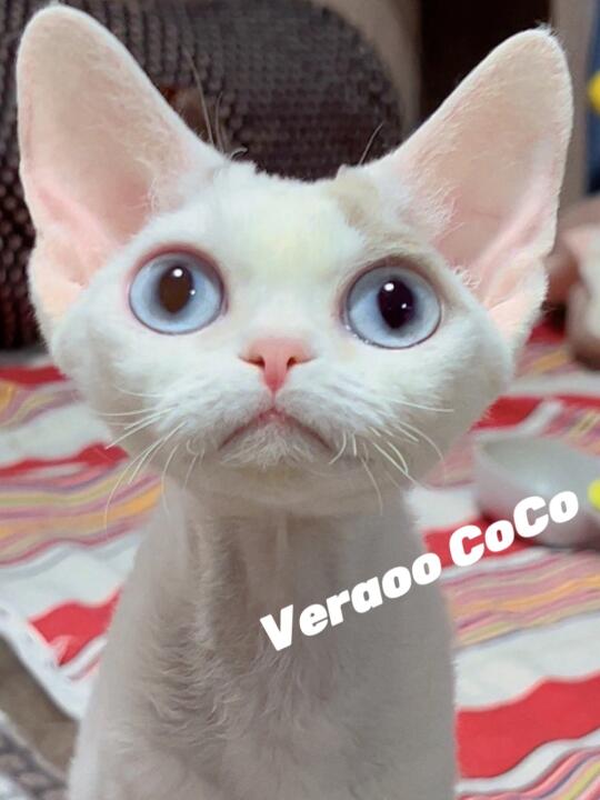 自留的小丫头长大咯｜德文卷毛猫