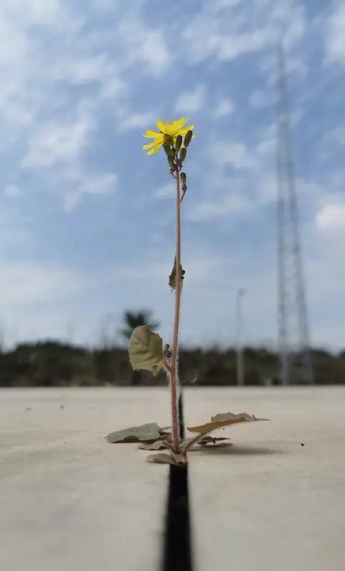 心理学上有句话：“痛苦=现实−期望”。不完美带来的痛苦，往往源于我们执拗地抗拒“