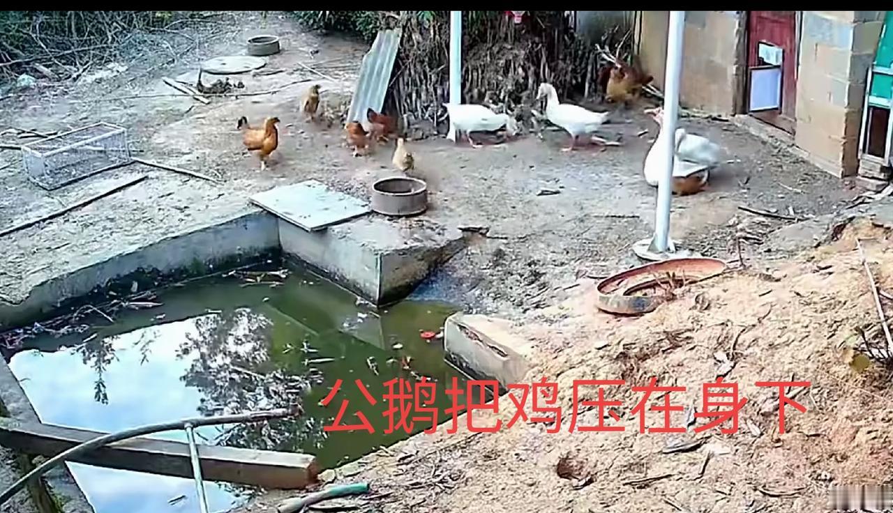 家里同时养鸡又养鹅的，千万别不当回事！监控拍下的这一幕，真的刷新认知：鹅发起狠来