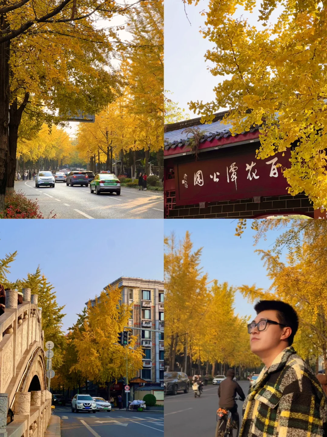先出发再说|成都市区看银杏说走就走～