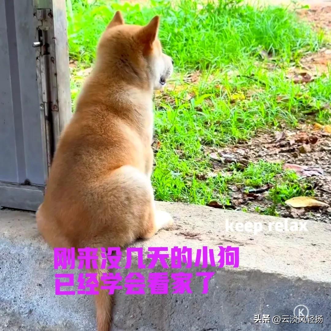 花了两千块钱，在网上买了一只中华田园犬。小狗来自广西，是田园犬中典型的黄狗白面，