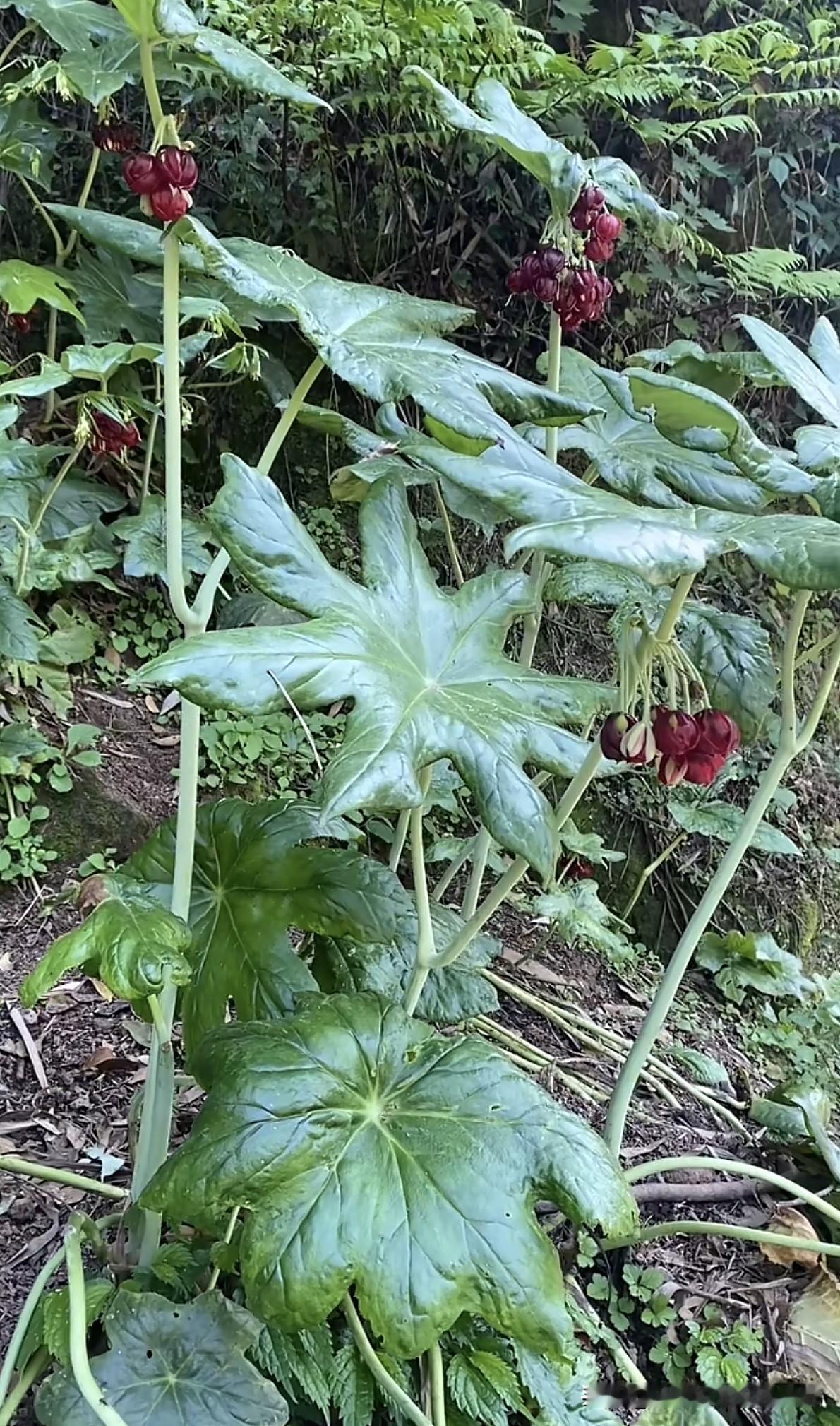 杀菌剂为什么进行复配? 杀菌剂复配是现代农业病害防控的重要技术手段，通过将不同作