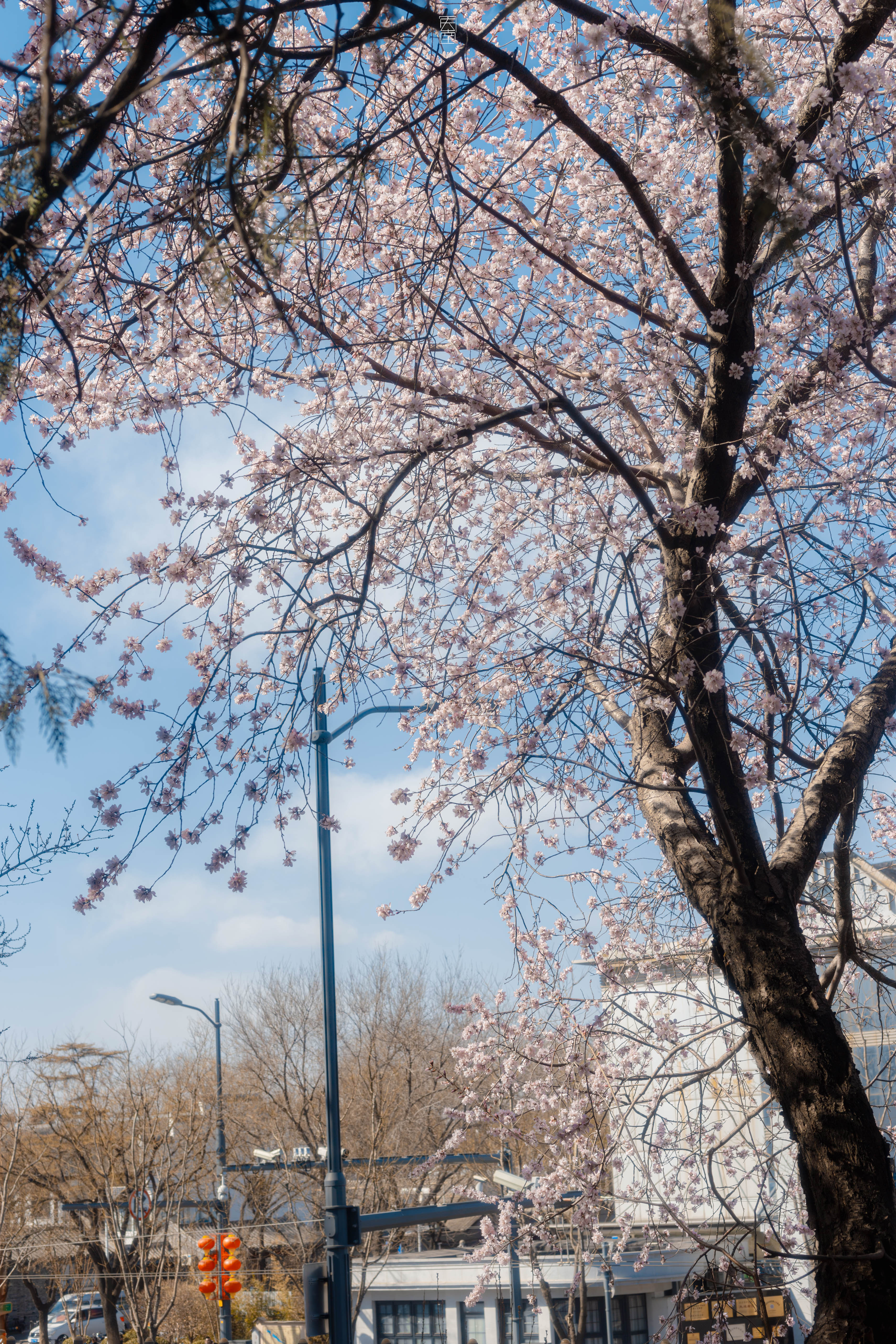 只为春忙🌸🌿北京北海公园摄影​​​
