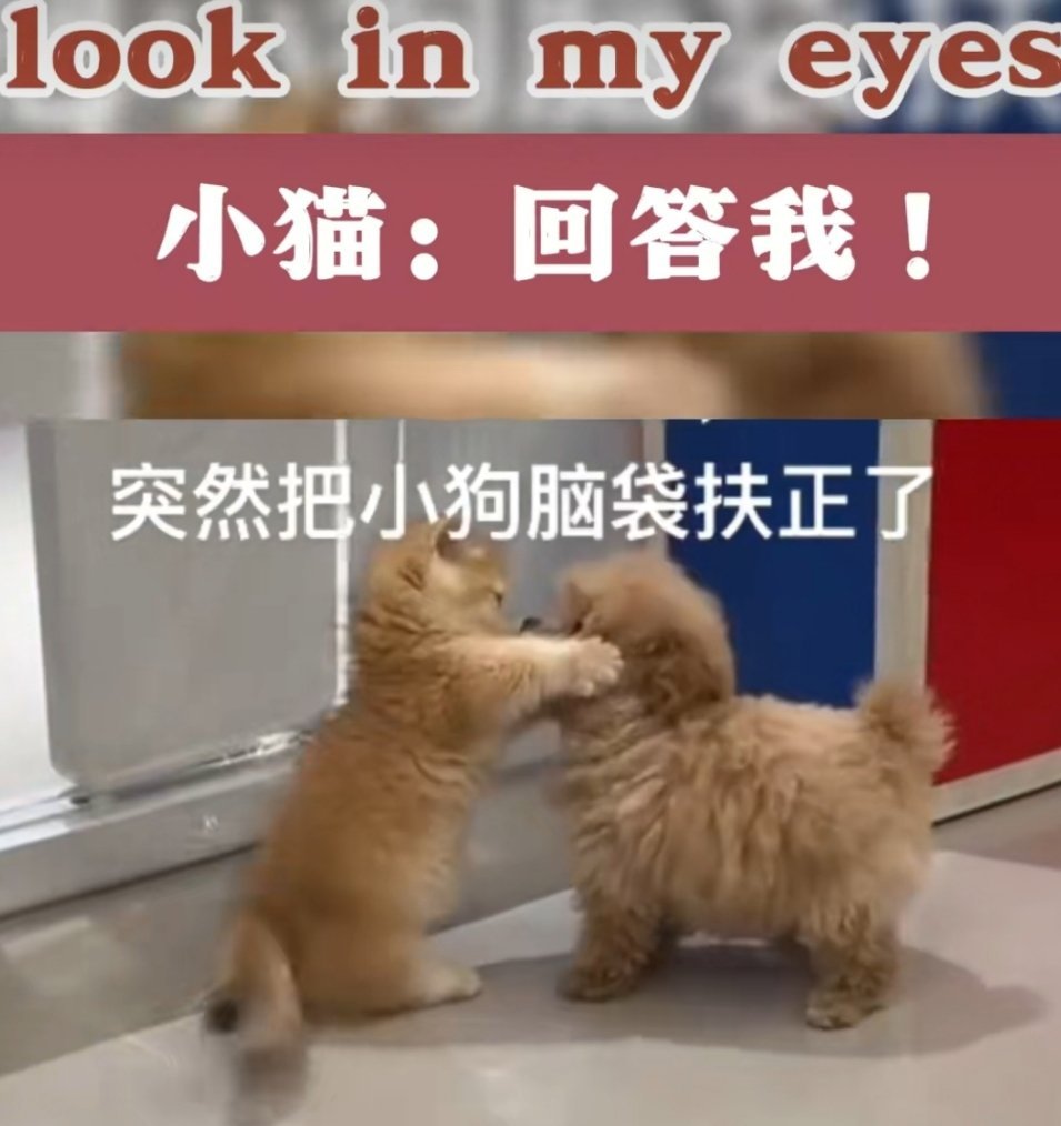 小猫把小狗脑袋扶正了哈哈哈哈哈哈哈好可爱 ​​​