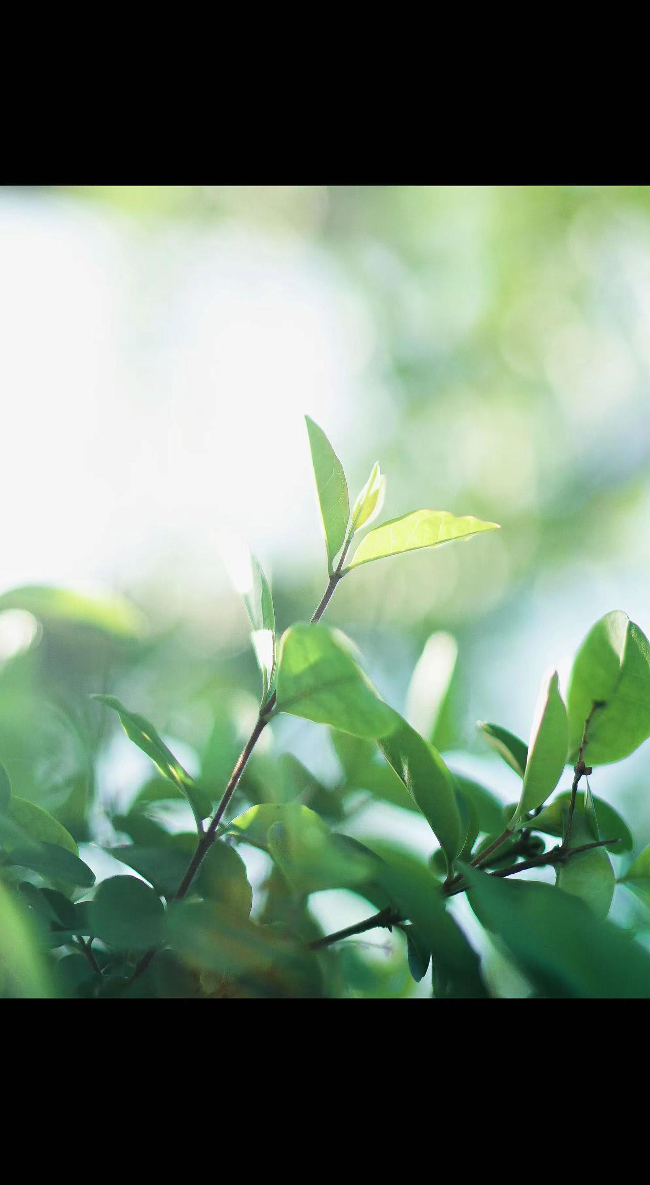 🌿新叶踮脚够阳光，像极追光的我们✨。风一摇，满枝都是春天的私语🌬️。
