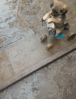 这位主人带着自家的小小田园犬出门，怕泥地弄脏狗狗，竟然自己给狗狗坐了个简单的遛狗
