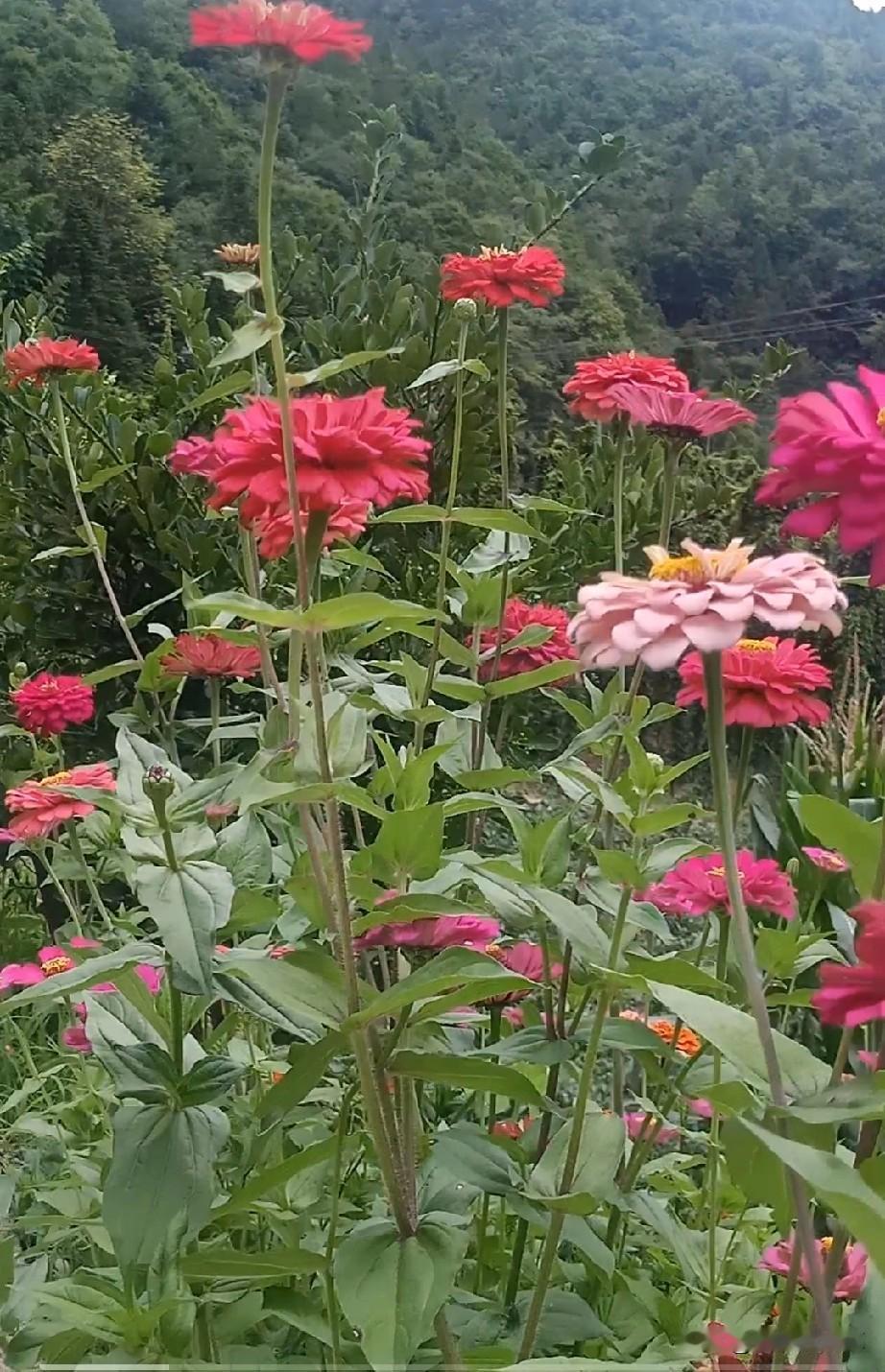 2026年，愿大家马到成功，马上有钱，马年行大运！